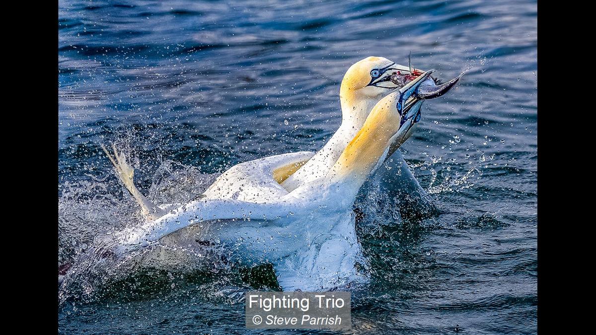 Fighting Trio_Steve Parrish